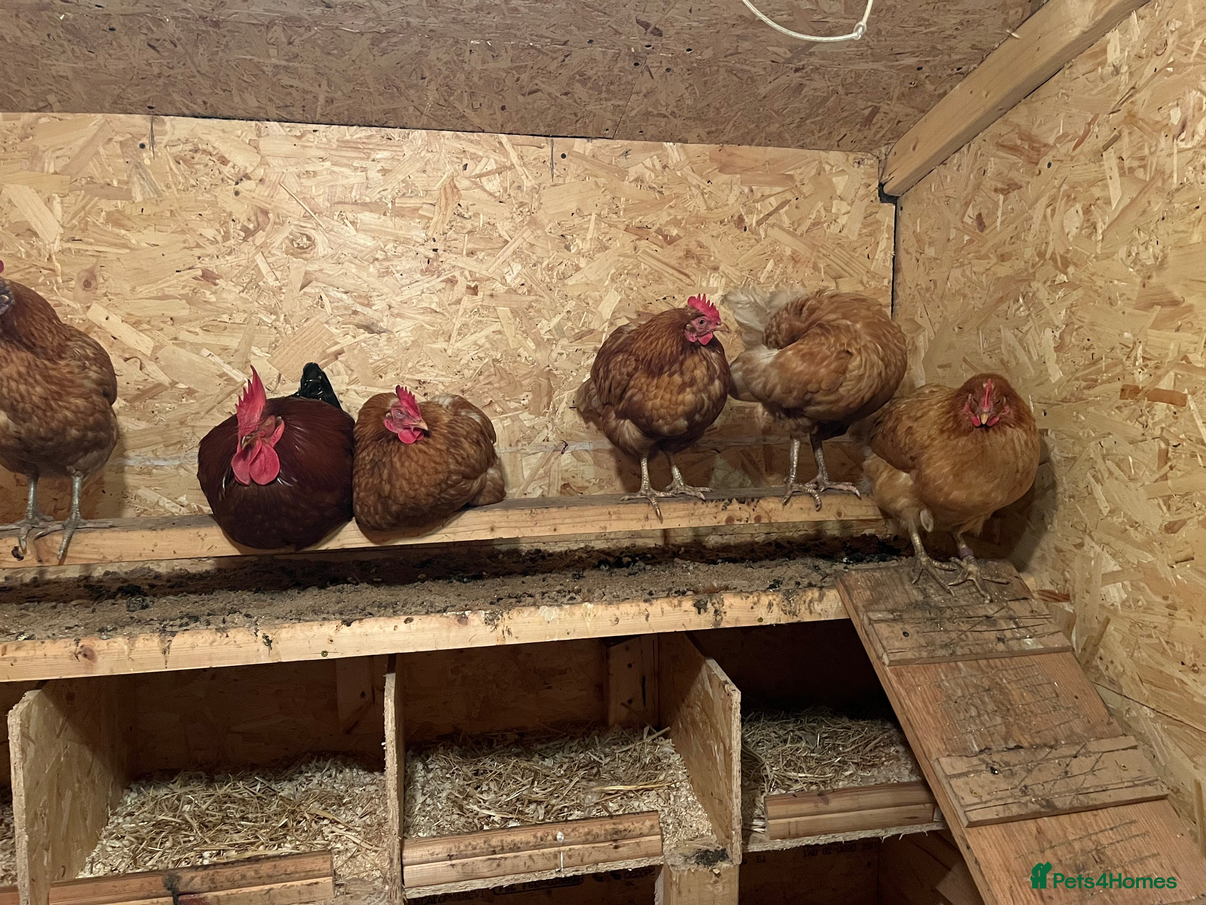 Chickens poultry 5 hens and 1 rooster  - Advert 13