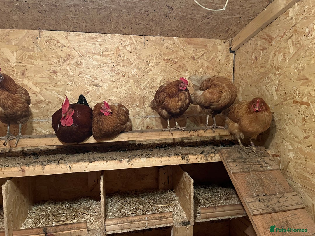 Chickens poultry for sale: 5 hens and 1 rooster  - Advert 1