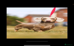 Miniature Dachshund dogs for sale: Izzabella mini dashaunds  - Image 8