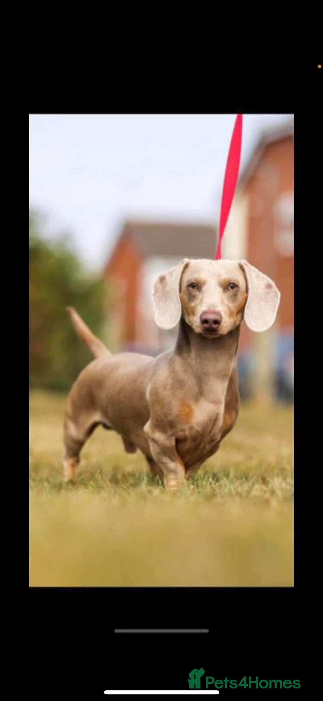 Miniature Dachshund dogs for sale: Izzabella mini dashaunds  - Image 8