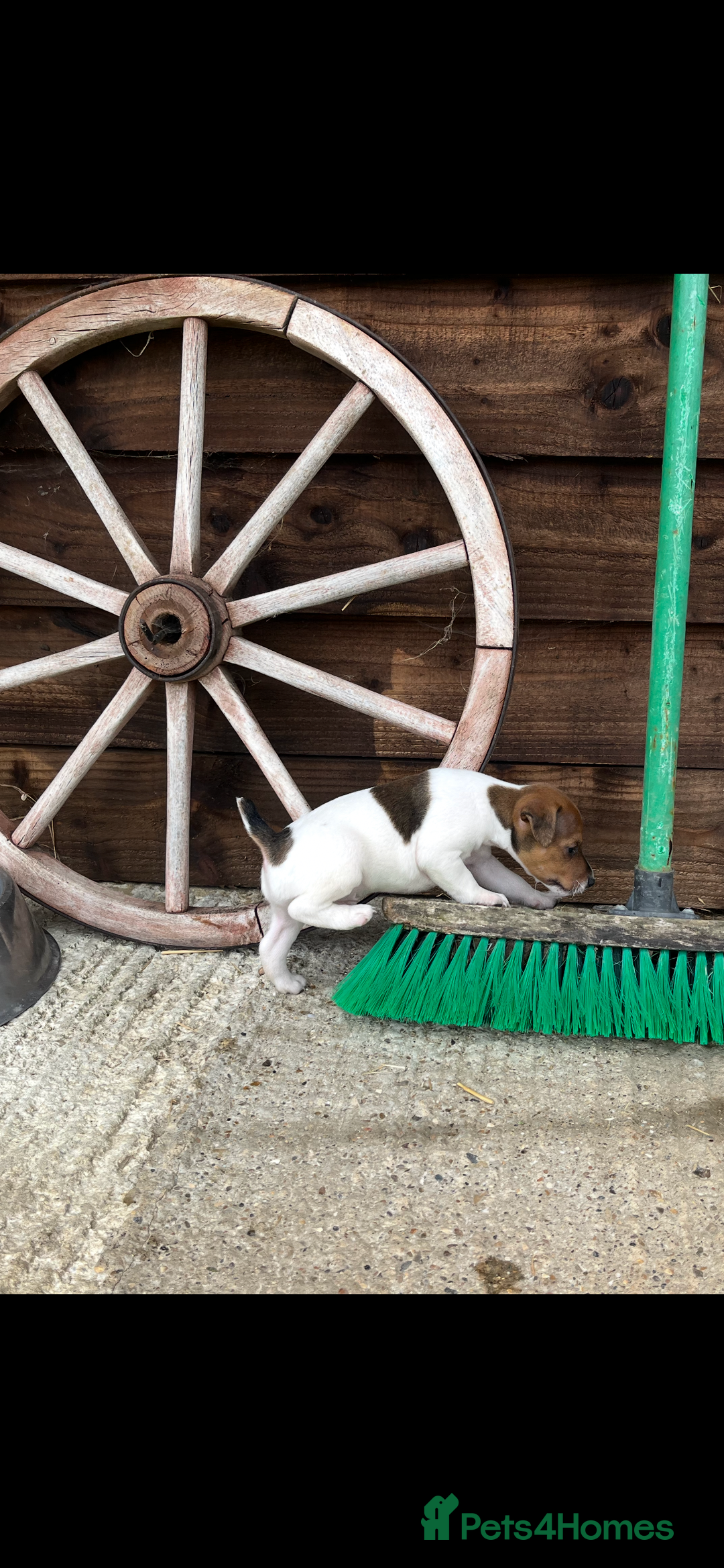 Jack Russell dogs for sale: Jack Russell puppies - Image 16