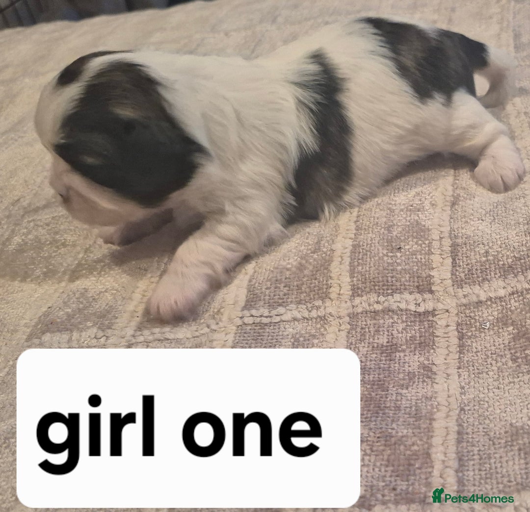 Shih Tzu dogs for sale: Shih tzu - Advert 4