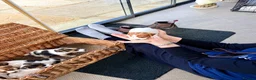 Jack Russell dogs for sale: Beautiful Jack Russell pups, petite, smooth coat.  - Advert 3