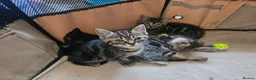 Mixed Breed cats for sale: Stunning Bombay Cross Kittens – Trained & Playful - Advert 38