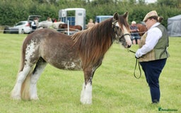 Irish Cob horses for sale: Blagdon cob - Image 2