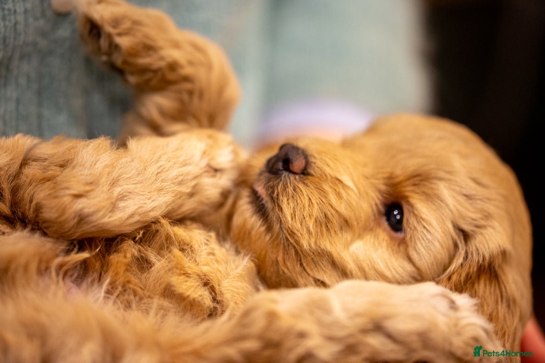 Cockapoo dogs for sale: Stunning F2b Miniature Cockapoos / Health Tested - Image 14