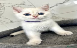 British Shorthair cats for sale: Last 2 adorable boys looking for a loving family  - Image 3