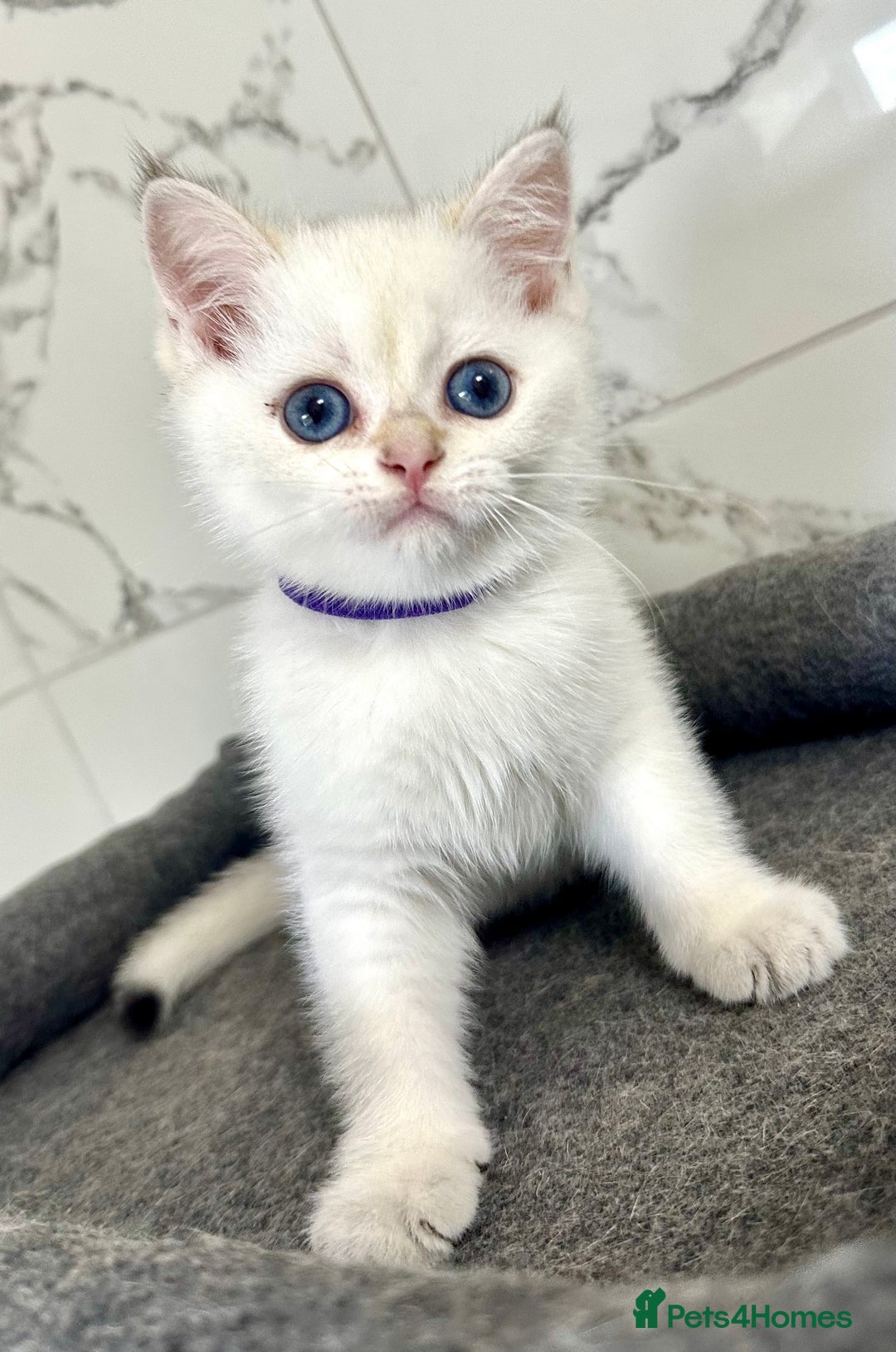 British Shorthair cats for sale: Last 2 adorable boys looking for a loving family  - Image 3