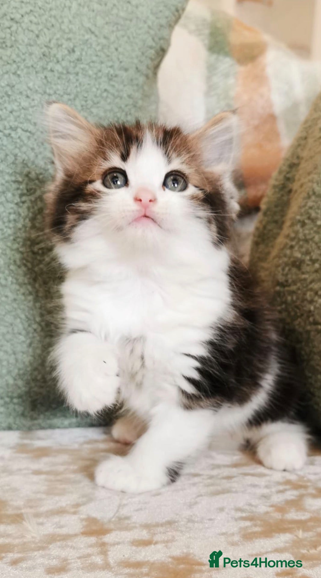 Maine Coon cats 🐾 Beautiful Maine Coon Kittens 🐾 - Advert 1