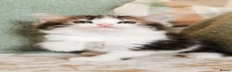 Maine Coon cats for sale: 🐾 Beautiful Maine Coon Kittens 🐾 - Advert 1
