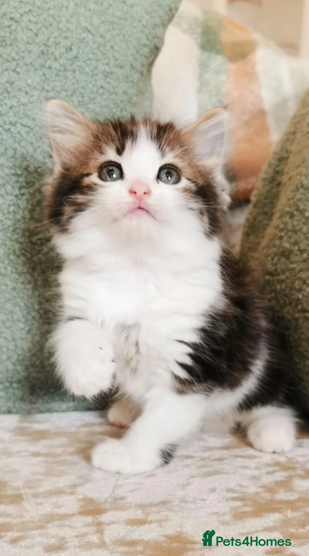 Maine Coon cats for sale: 🐾 Beautiful Maine Coon Kittens 🐾 - Advert 1