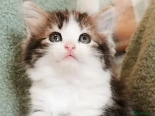 Maine Coon cats 🐾 Beautiful Maine Coon Kittens 🐾 - Advert 1