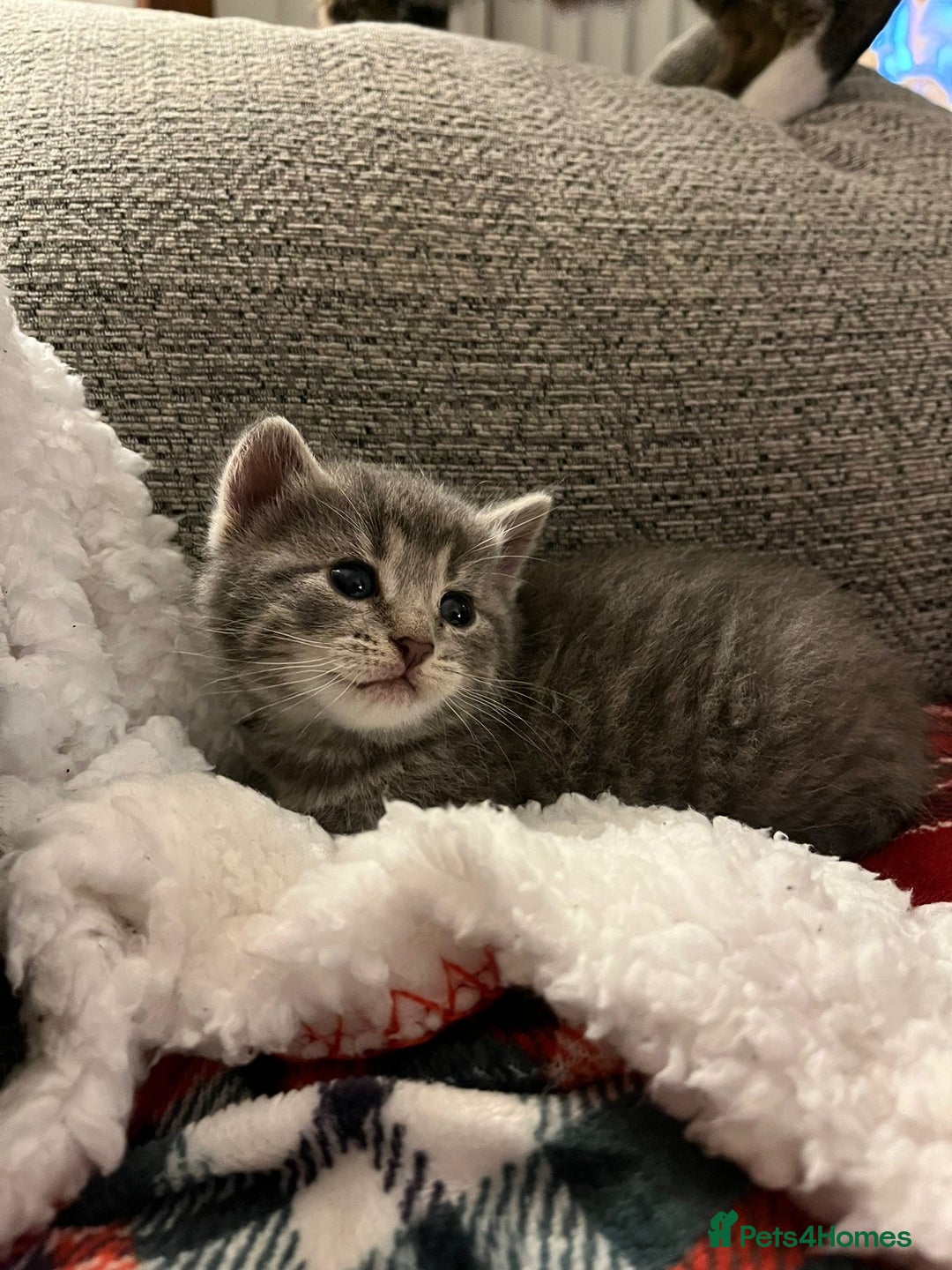 Mixed Breed cats for sale: Mixed breed kittens - Advert 3