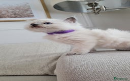 Ragdoll cats for sale: Adorable Ragdoll Kittens  - Image 22
