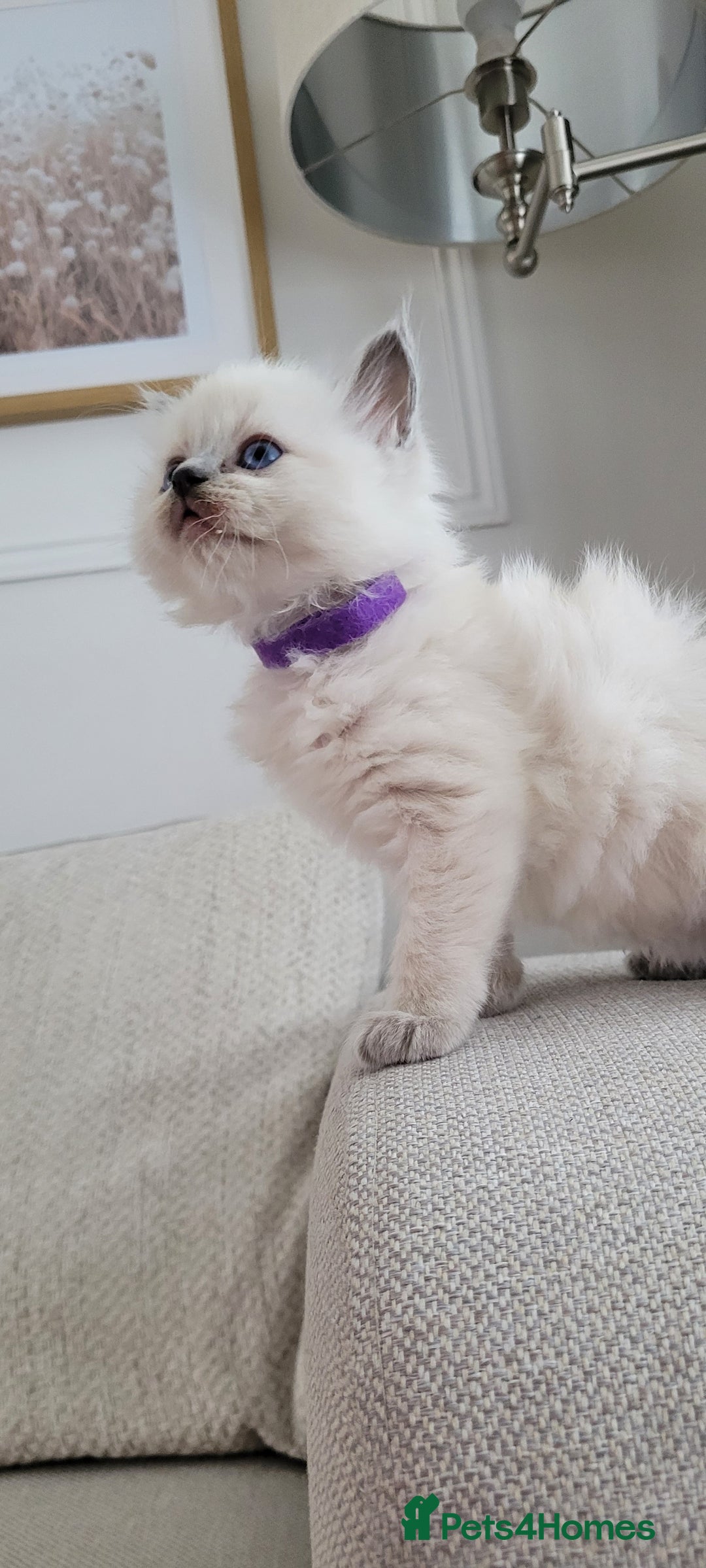 Ragdoll cats for sale: Adorable Ragdoll Kittens  - Image 22