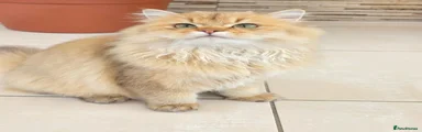 👑 Nacho – British Longhair NY 11 💛