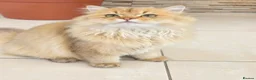 British Longhair cats for sale: Stunning British Longhair Kittens – Champion  - Advert 18