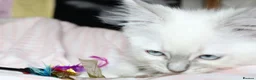Ragdoll cats for sale: Fully Vaccinated GCCF parents  - Advert 9