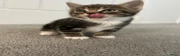 Mixed Breed cats for sale: British short hair Cross - Advert 9