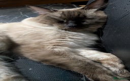 Ragdoll cats for sale: 5 Ragdoll Kittens for Sale - Image 29