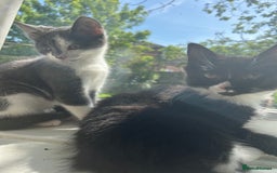 Mixed Breed cats for sale: Female kitten looking for home - Image 21