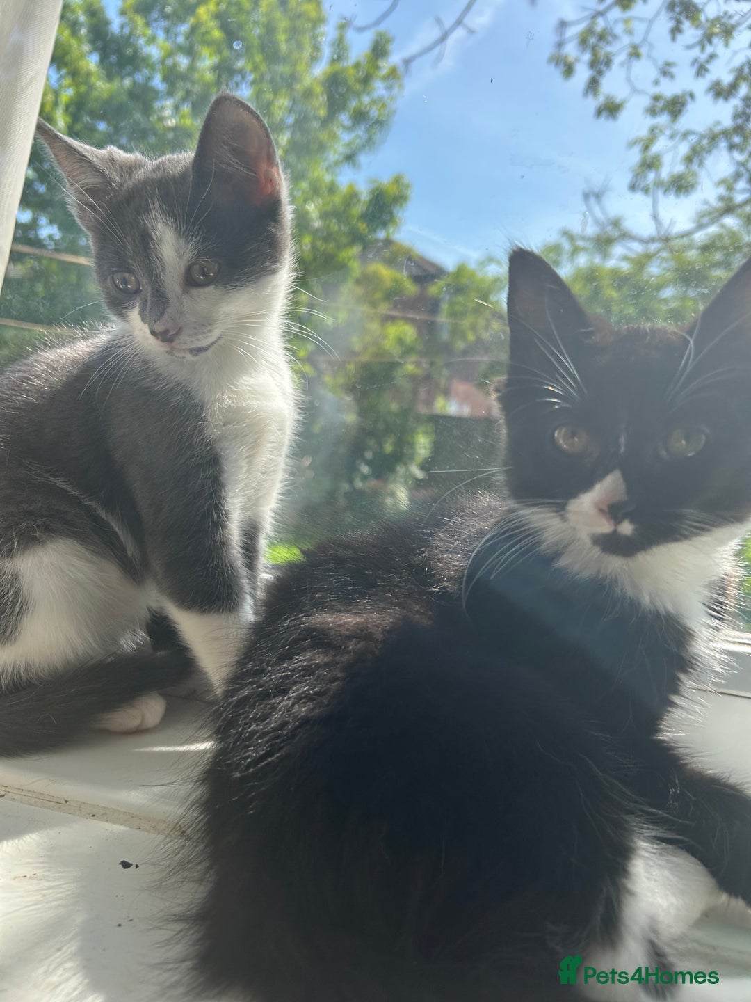 Mixed Breed cats for sale: Female kitten looking for home - Image 21