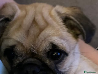 Pug dogs 4 month old pug girl - Advert 1