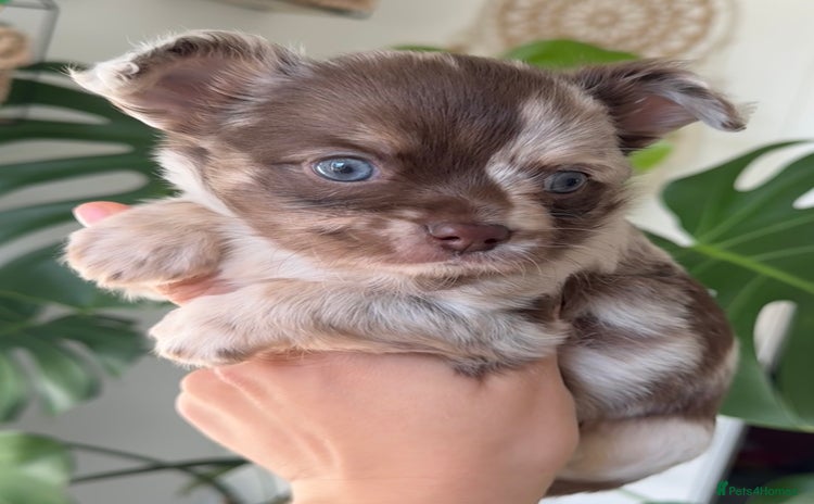 Chihuahua dogs for sale - Advert 1