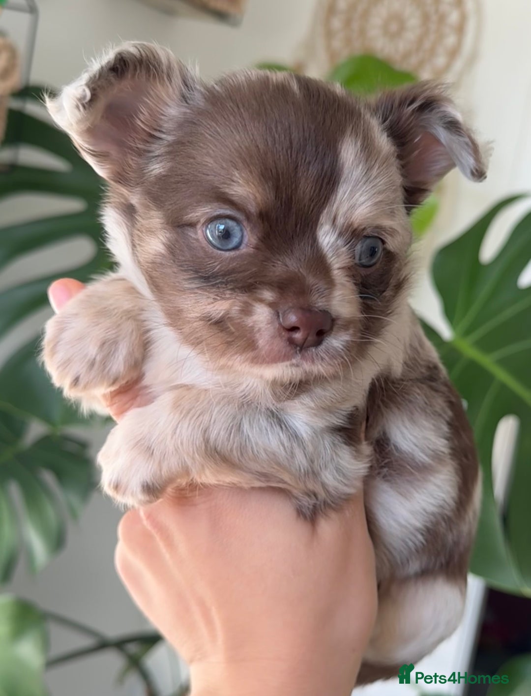 Chihuahua dogs for sale: Last Boy- Chihuahua Longhair Blue Eye Merle Boy - Image 1