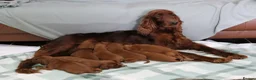 Irish Setter dogs for sale: Confident loving Irish Setter puppies  - Advert 12