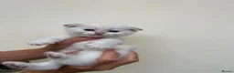 Scottish Fold cats for sale: LOVELY PUREBRED SCOTTISH FOLD CHINCHILLA KITTENS  - Advert 19