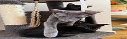 Oriental cats for sale: Oriental Kittens for sale (9 available) - Advert 2
