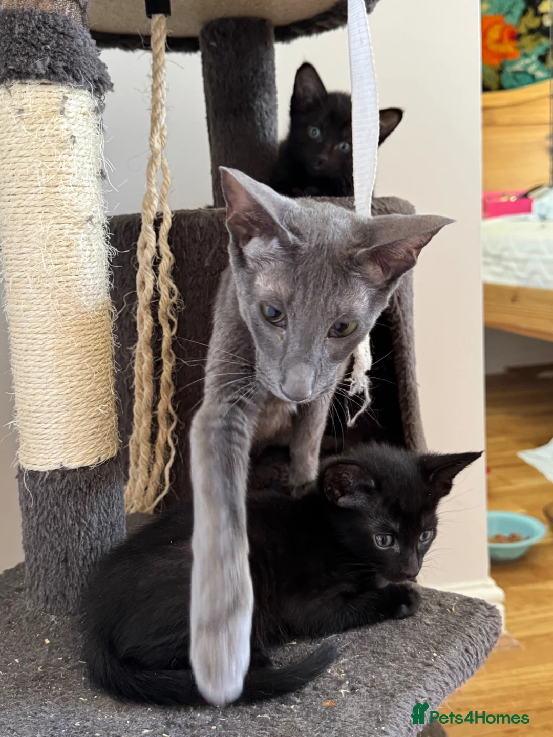 Oriental cats for sale: Oriental Kittens for sale (9 available) - Advert 2