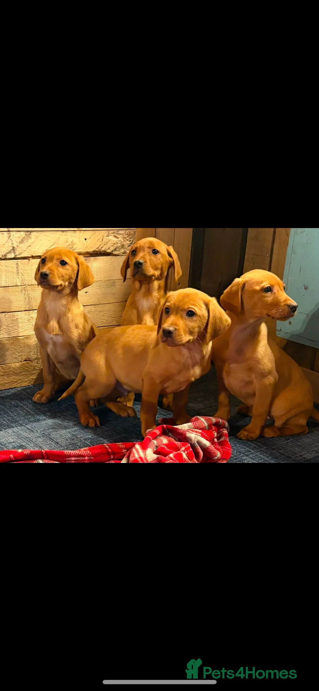 Labrador Retriever dogs for sale: Red Labrador puppies  - Advert 4