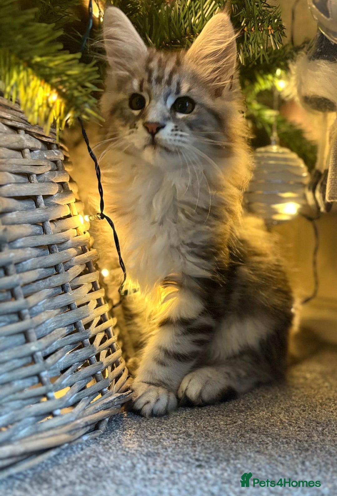Maine Coon cats for sale: Ready to leave quality Maine coon kittens - Advert 4