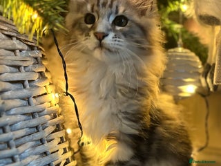 Maine Coon cats Ready to leave quality Maine coon kittens - Advert 7