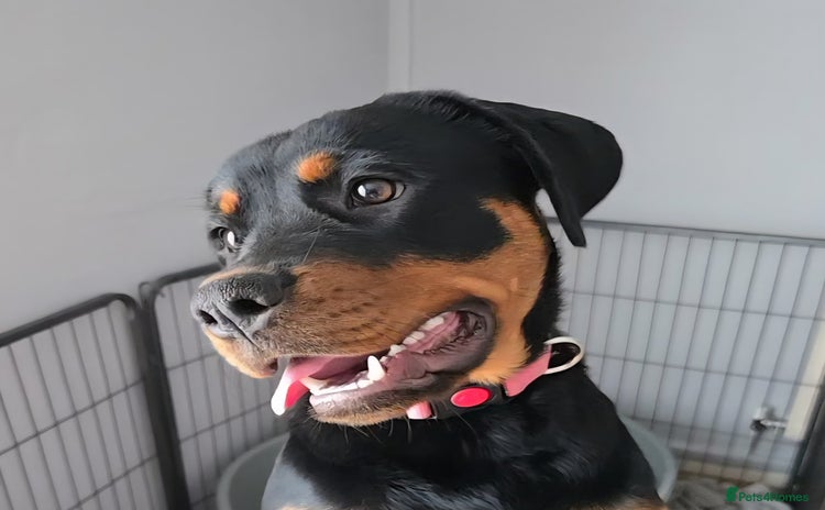 Rottweiler dogs - Advert 5
