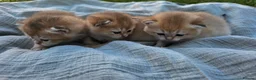 British Shorthair cats for sale: Black Golden Shaded British Shorthair Kittens TICA - Advert 8