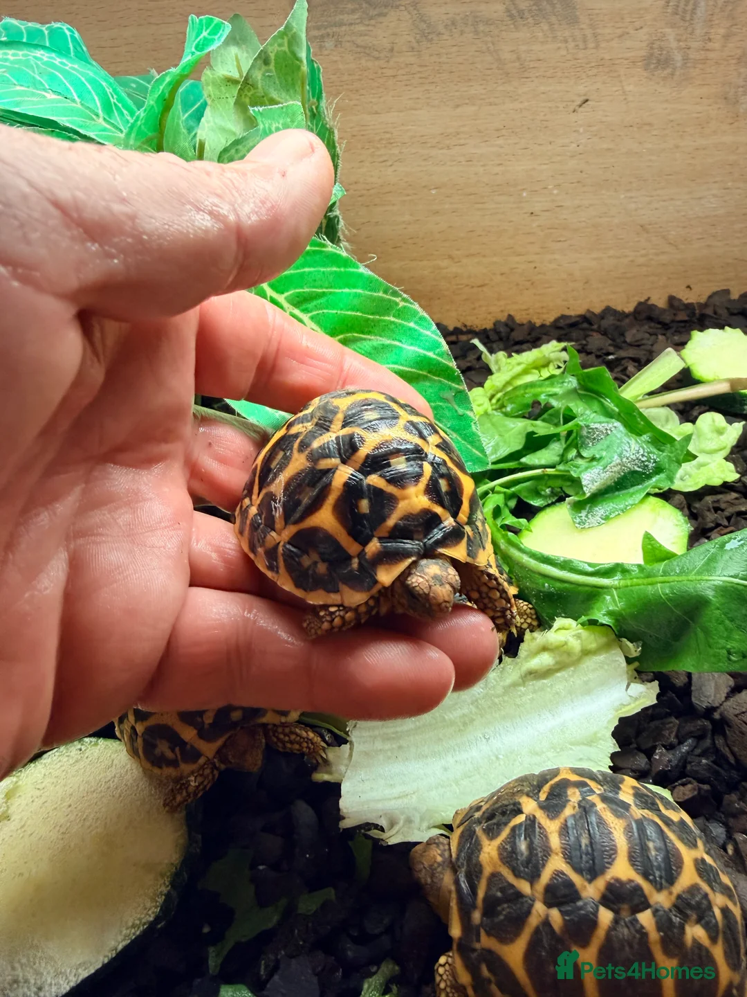Tortoise reptiles for sale: Indian star tortoise  - Advert 2