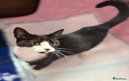 British Shorthair cats for sale: Gorgeous Girl 2 years old!!  - Image 2