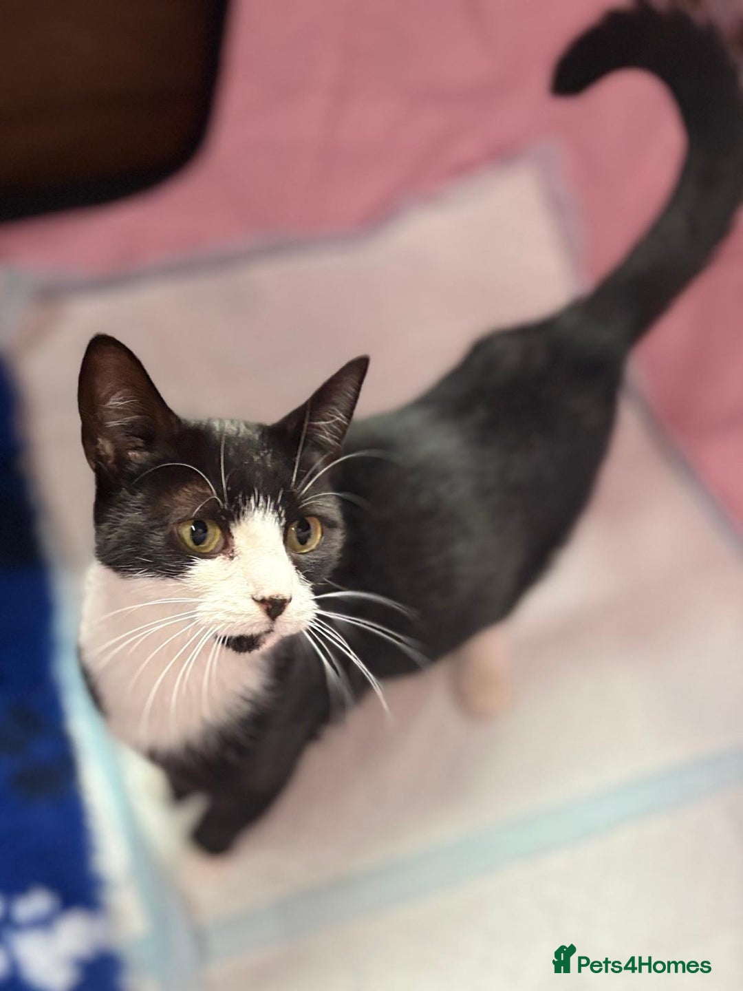 British Shorthair cats for sale: Gorgeous Girl 2 years old!!  - Image 2