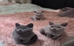 British Shorthair cats for sale: Beautiful Lilac boys - Image 4