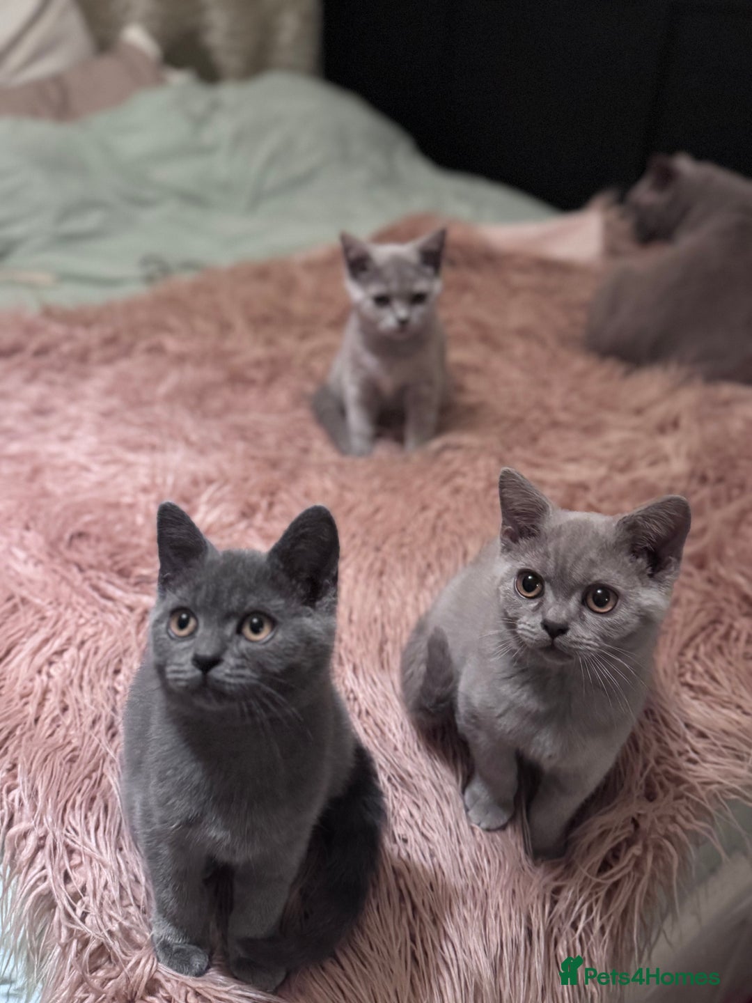 British Shorthair cats for sale: Beautiful Lilac boys - Image 4