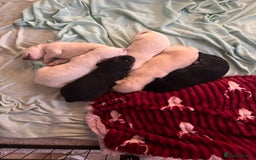 Mixed Breed dogs for sale: Huskador - Image 7