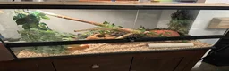 Corn Snake reptiles for sale: Female cornsnake + full set up - Advert 2