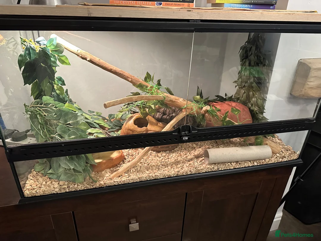 Corn Snake reptiles for sale: Female cornsnake + full set up - Advert 2
