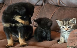 Rottweiler dogs for sale: Little weed  - Image 4