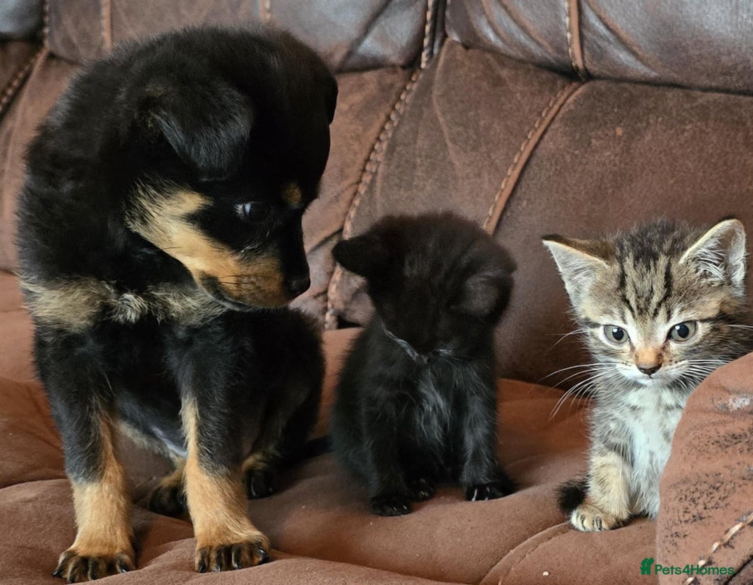 Rottweiler dogs for sale: Little weed  - Image 4