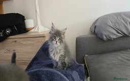 Maine Coon cats for sale: Maine coon kittens ready to collecting  - Image 28