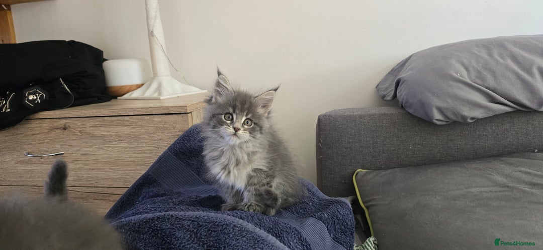 Maine Coon cats for sale: Maine coon kittens ready to collecting  - Image 28